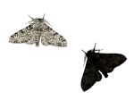 Moths_GNU.png